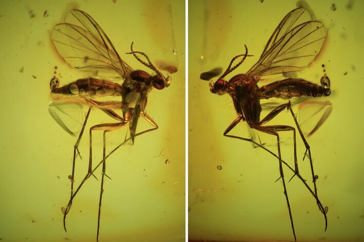 Detailed Fossil Fly (Diptera) In Baltic Amber #90773